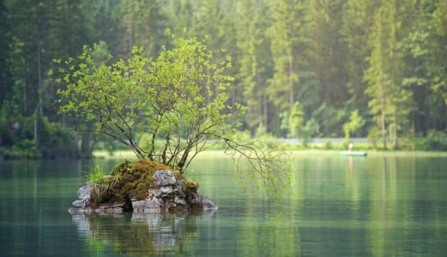 Läkekraftens och healingens träd