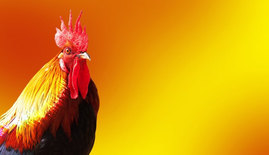 Jungfrun precision i Hästens galopp: En prognos för 2026