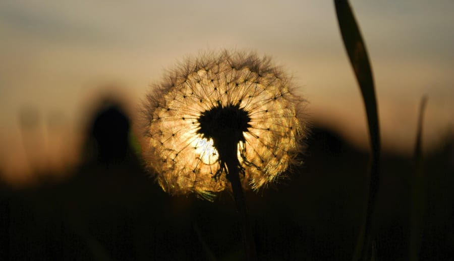 Dagens tarot: När glädjen blir till en styrka
