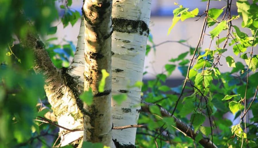 Sol från klarblå himmel