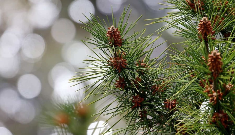 Solträd och månträd