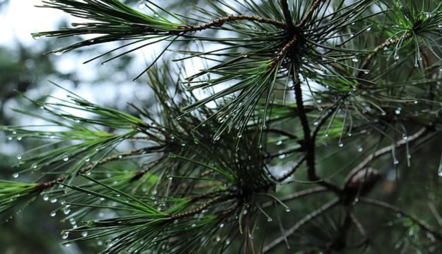 Våren kommer allt närmare