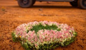 Wildblumen saison in West Australien