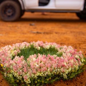 Wildblumen saison in West Australien