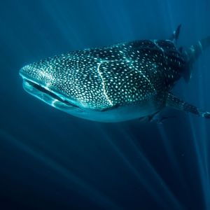 Ningaloo’s BIG 3‏‏‎ ‎‏‏‎ ‎‏‏‎ ‎‏‏‎ ‎‏‏‎ ‎‏‏‎ ‎‏‏‎ ‎‏‏‎ ‎‏‏‎ ‎‏‏‎ ‎‏‏‎ ‎‏‏‎ ‎‏‏‎ ‎‏‏‎ ‎‏‏‎ ‎‏‏‎ ‎‏‏‎ ‎‏‏‎ ‎‏‏‎ ‎‏‏‎ ‎‏‏‎ ‎‏‏‎ ‎‏‏‎ ‎‏‏‎ ‎‏‏‎ ‎‏‏‎ ‎‏‏‎ ‎‏‏‎ ‎‏‏‎ ‎‏‏‎ ‎‏‏‎ ‎‏‏‎ ‎‏‏‎ ‎‏‏‎ ‎‏‏‎ ‎‏‏‎ ‎‏‏‎ ‎‏‏‎ ‎‏‏‎ ‎‏‏‎ ‎‏‏‎ ‎‏‏‎ ‎‏‏‎ ‎‏‏‎ ‎‏‏‎ ‎‏‏‎ ‎‏‏‎ ‎‏‏‎ ‎‏‏‎ ‎‏‏‎ ‎‏‏‎ ‎‏‏‎ ‎‏‏‎ ‎‏‏‎ ‎‏‏‎ ‎‏‏‎ ‎‏‏‎ ‎‏‏‎ ‎‏‏‎ ‎‏‏‎ ‎‏‏‎ ‎‏‏‎ ‎‏‏‎ ‎‏‏‎ ‎‏‏‎ ‎‏‏‎ ‎‏‏‎ ‎‏‏‎ ‎‏‏‎ ‎‏‏‎ ‎‏‏‎ ‎‏‏‎ ‎‏‏‎ ‎‏‏‎ ‎‏‏‎ ‎‏‏‎ ‎‏‏‎ ‎‏‏‎ ‎‏‏‎ ‎‏‏‎ ‎‏‏‎ ‎‏‏‎ ‎‏‏‎ ‎‏‏‎ ‎‏‏‎ ‎‏‏‎ ‎‏‏‎ ‎‏‏‎ ‎‏‏‎ ‎‏‏‎ ‎‏‏‎ ‎‏‏‎ ‎‏‏‎ ‎‏‏‎ ‎‏‏‎ ‎‏‏‎ ‎‏‏‎ ‎‏‏‎ ‎‏‏‎ ‎‏‏‎ ‎‏‏‎ ‎‏‏‎ ‎‏‏‎ ‎‏‏‎ ‎‏‏‎ ‎‏‏‎ ‎‏‏‎ ‎‏‏‎ ‎‏‏‎ ‎‏‏‎ ‎‏‏‎ ‎‏‏‎ ‎‏‏‎ ‎‏‏‎ ‎‏‏‎ ‎‏‏‎ ‎‏‏‎ ‎‏‏‎ ‎‏‏‎ ‎‏‏‎ ‎‏‏‎ ‎‏‏‎ ‎‏‏‎ ‎‏‏‎ ‎‏‏‎ ‎‏‏‎ ‎‏‏‎ ‎‏‏‎ ‎‏‏‎ ‎‏‏‎ ‎‏‏‎ ‎‏‏‎ ‎‏‏‎ ‎‏‏‎ ‎‏‏‎ ‎‏‏‎ ‎‏‏‎ ‎‏‏‎ ‎‏‏‎ ‎‏‏‎ ‎‏‏‎ ‎‏‏‎ ‎‏‏‎ ‎‏‏‎ ‎‏‏‎ ‎‏‏‎ ‎‏‏‎ ‎‏‏‎ ‎‏‏‎ ‎‏‏‎ ‎‏‏‎ ‎‏‏‎ ‎‏‏‎ ‎‏‏‎ ‎‏‏‎ ‎‏‏‎ ‎‏‏‎ ‎‏‏‎ ‎ ‎‏‏‎ ‎‏‏‎ ‎‏‏‎ ‎‏‏‎ ‎‏‏‎ ‎‏‏‎ ‎‏‏‎ ‎‏‏‎ ‎‏‏‎ ‎‏‏‎ ‎‏‏‎ ‎‏‏‎ ‎‏‏‎ ‎‏‏‎ ‎‏‏‎ ‎‏‏‎ ‎‏‏‎ ‎‏‏‎ ‎ ‎‏‏‎ ‎‏‏‎ ‎‏‏‎ ‎‏‏‎ ‎‏‏‎ ‎‏‏‎ ‎‏‏‎ ‎‏‏‎ ‎‏‏‎ ‎‏‏‎ ‎‏‏‎ ‎‏‏‎ ‎‏‏‎ ‎‏‏‎ ‎‏‏‎ ‎‏‏‎ ‎‏‏‎ ‎‏‏‎ ‎ ‎‏‏‎ ‎‏‏‎ ‎‏‏‎ ‎‏‏‎ ‎‏‏‎ ‎‏‏‎ ‎‏‏‎ ‎‏‏‎ ‎‏‏‎ ‎‏‏‎ ‎‏‏‎ ‎‏‏‎ ‎‏‏‎ ‎‏‏‎ ‎‏‏‎ ‎‏‏‎ ‎‏‏‎ ‎‏‏‎ ‎