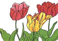 Red orange Tulip-1-Ukiyo-e