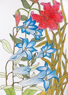 blue and red lily-3-Ukiyo-e