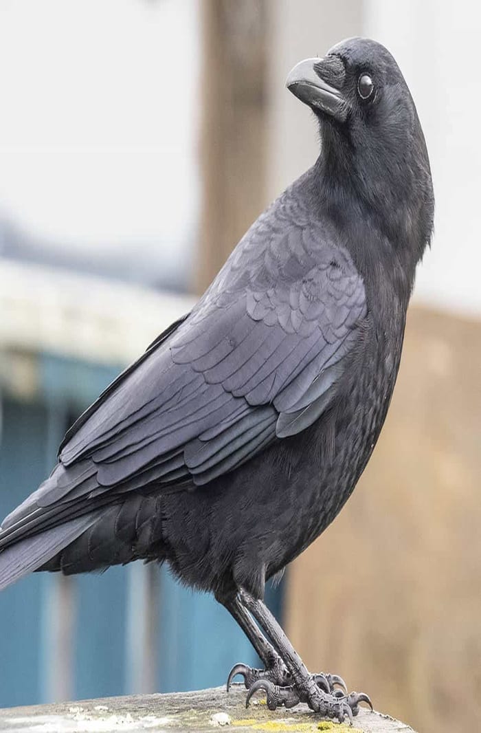 crow-wings2