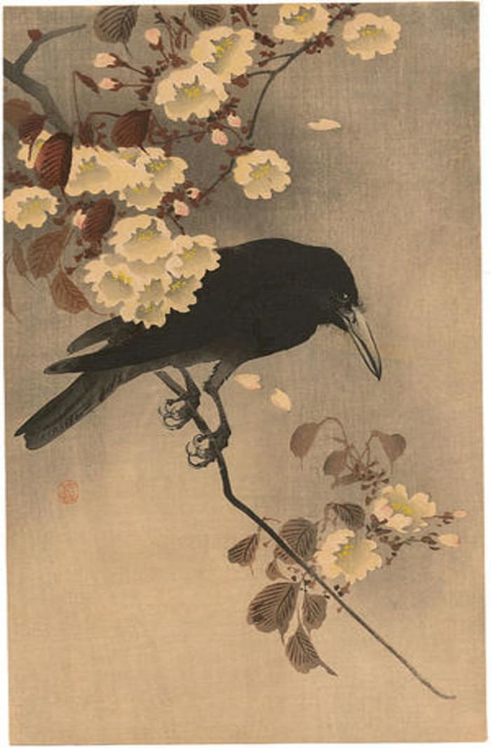 Crow on a cherry branch by Shoson Ohara - ukiyo-e