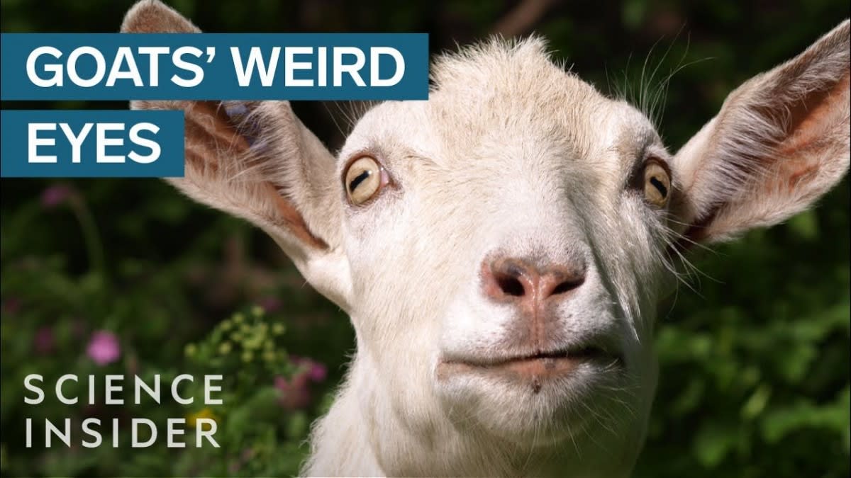 Why Goats Have Strange Eyes / Science Insider External Brain