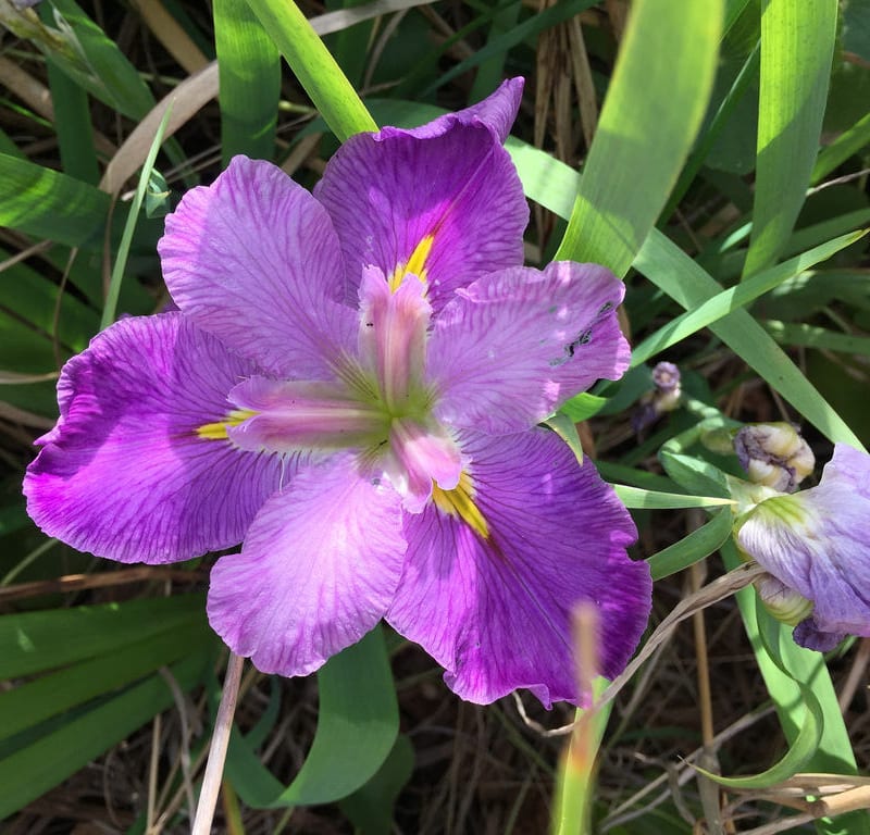 Wild Purple Iris / Red Wolf – External Brain