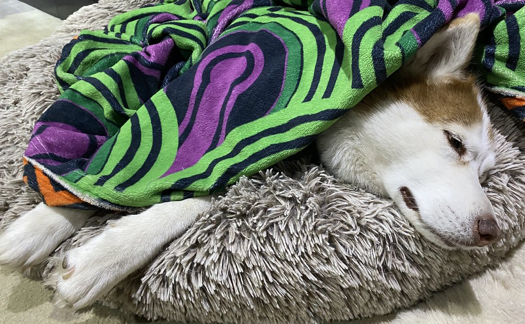 Tucked in + Snuggle / Red Wolf