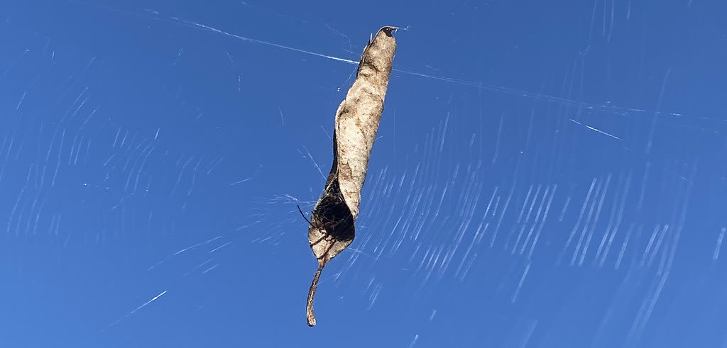 Leaf-curling spider (Phonognatha graeffei) / Red Wolf