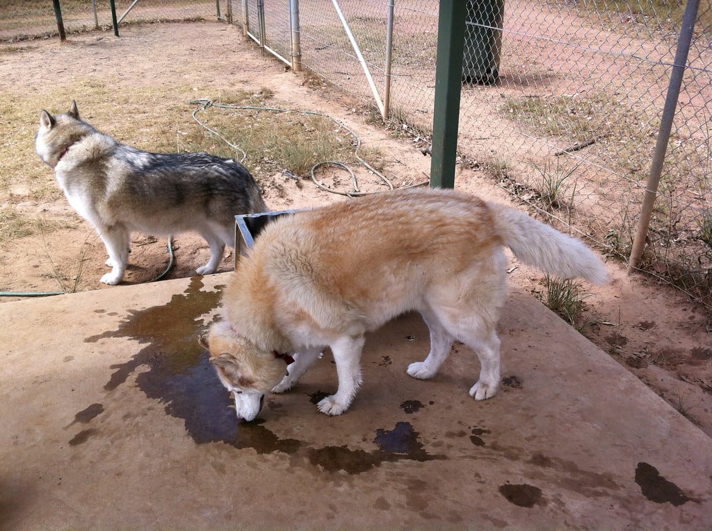 Synchronised Sniffing / Red Wolf