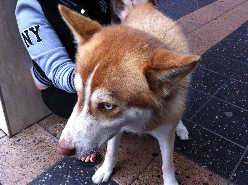 Jacob / Red Wolf