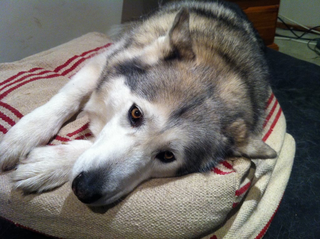 Relaxed Pod + Being Adorable / Red Wolf