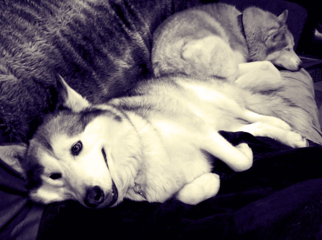 Lounge Pods / Red Wolf