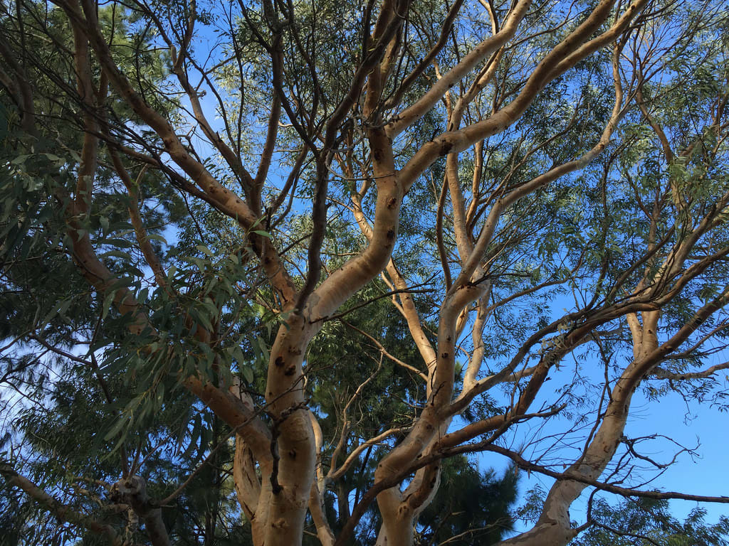 Scribbly Gum (Eucalyptus haemastoma) / Red Wolf