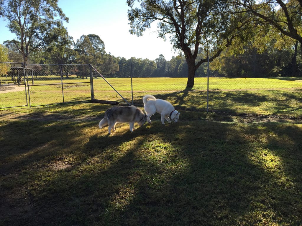 Incoming Pod / Red Wolf
