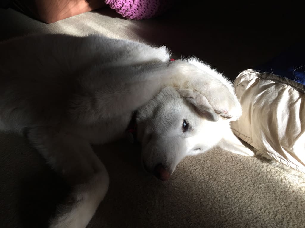Sleeping in a Sunbeam / Red Wolf