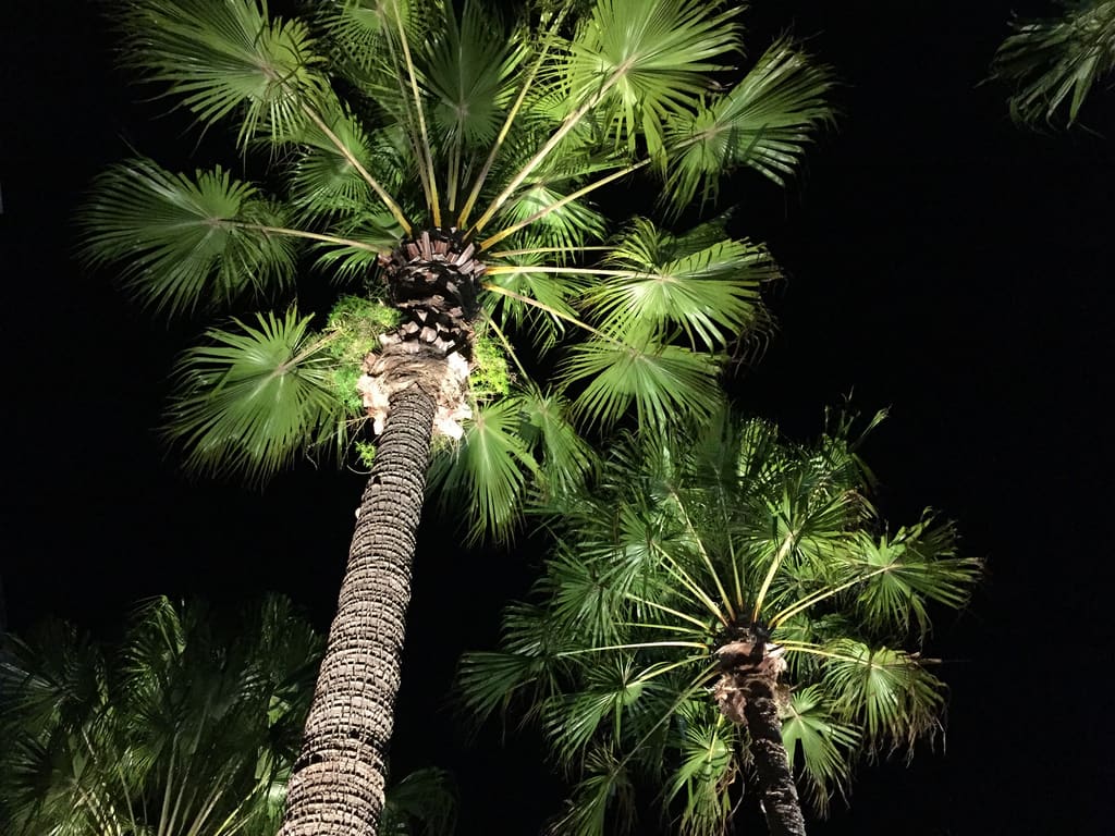 Sydney Opera House Concert Hall / Red Wolf