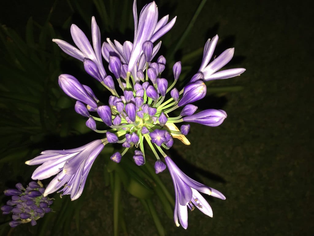 Dramatic Agapanthus / Red Wolf