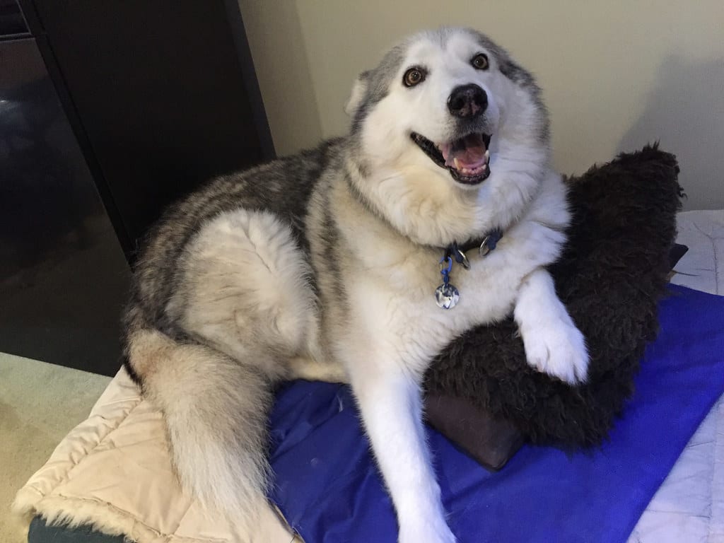 Vacuum is Scary / Red Wolf