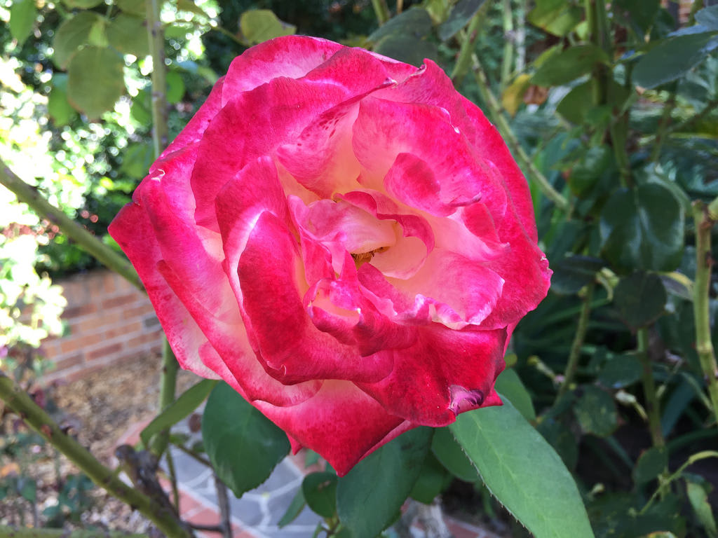 Red + Pink Roses / Red Wolf