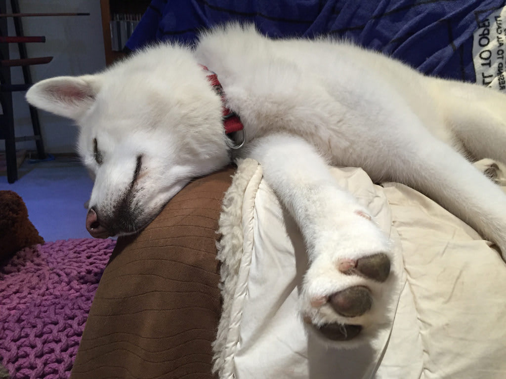 All Your Furniture Are Belong to Us / Red Wolf