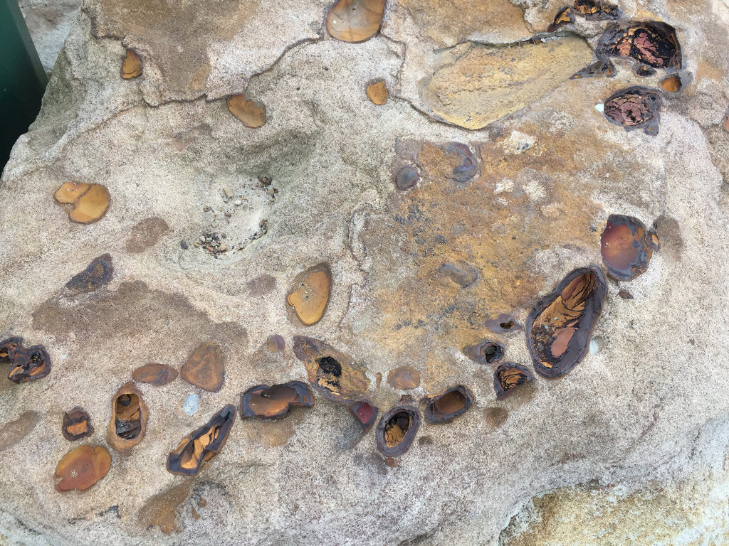 Black Swan + Iron Oxidation in Sandstone / Red Wolf