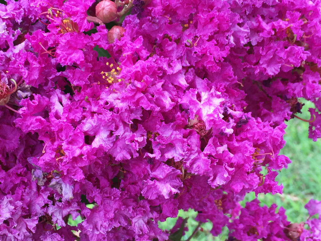 Caterpillars + Crepe Myrtle / Red Wolf