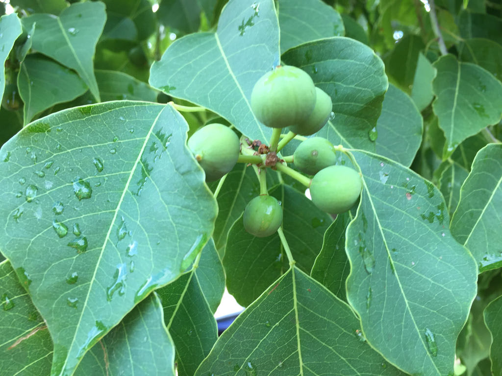 Lantana + Tallow + Myrtle / Red Wolf