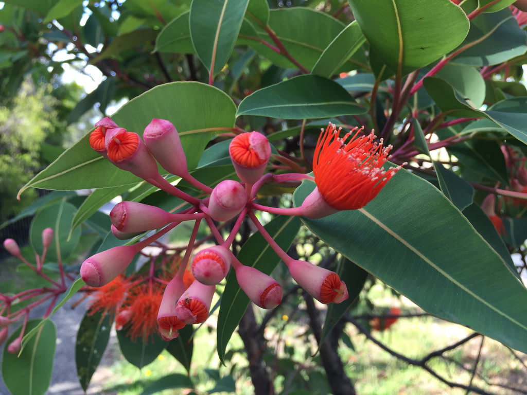 Flowering Gum (Corymbia ficifolia) / Red Wolf