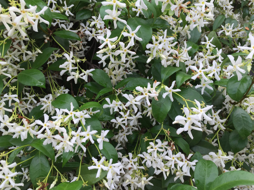 Banksia + Star Jasmine / Red Wolf