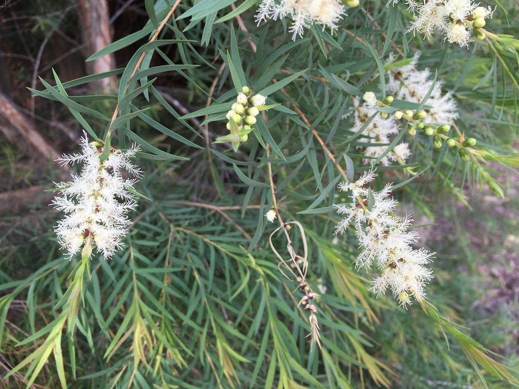 Biota + Bottlebrush + Cycad / Red Wolf