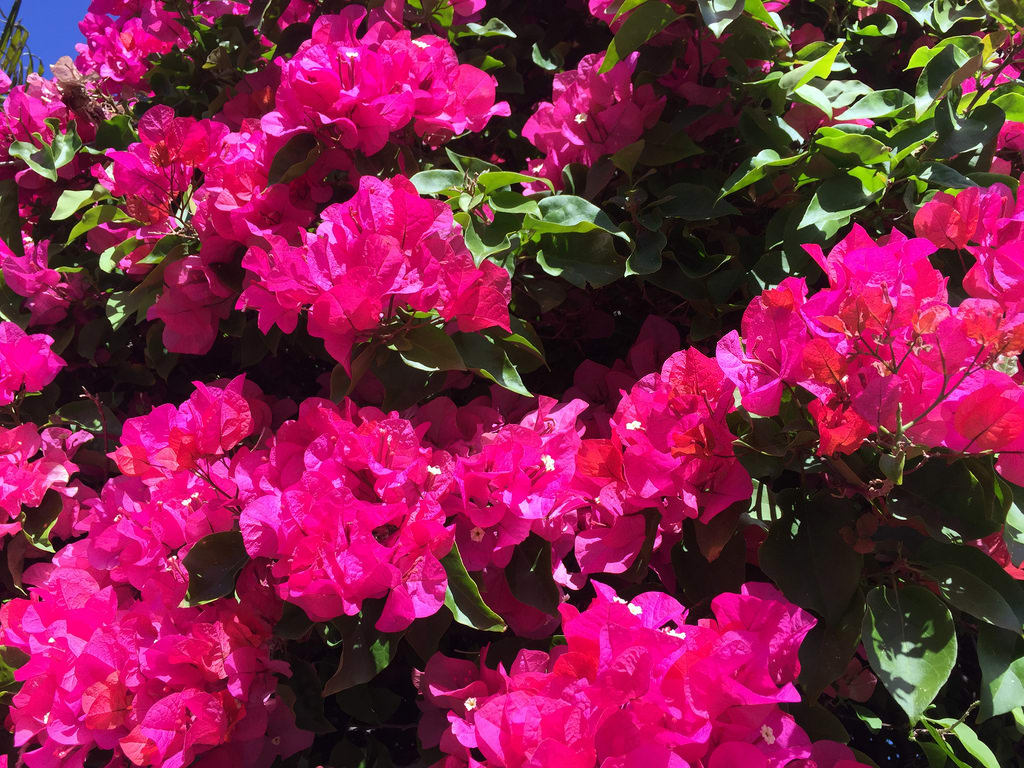 Pink Bougainvillea / Red Wolf