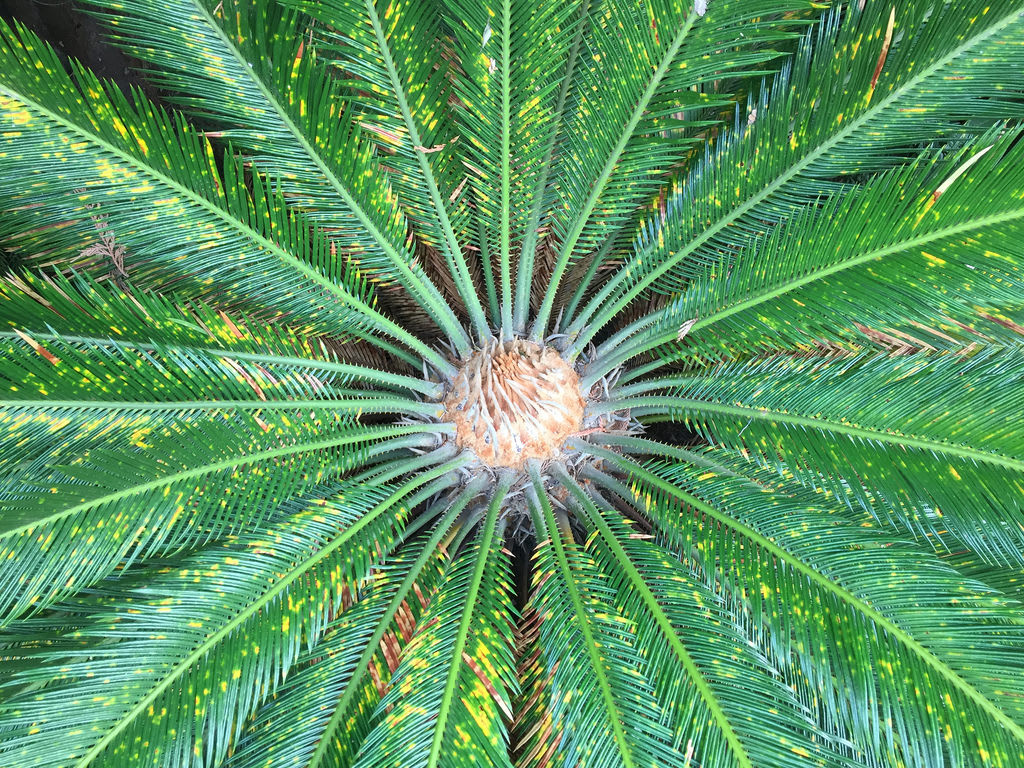 Biota + Bottlebrush + Cycad / Red Wolf