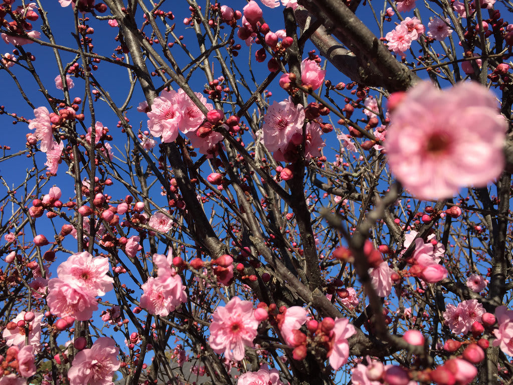 Pink berries + Mock cherry blossom / Red Wolf