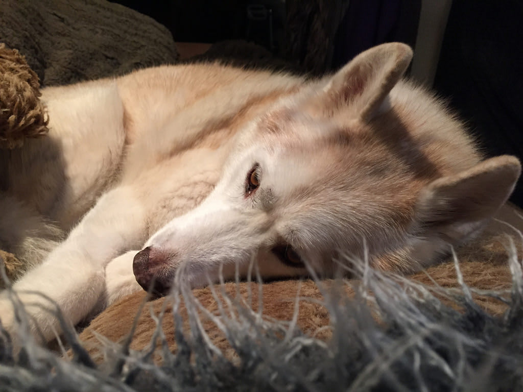 Nestled in Fuzz / Red Wolf