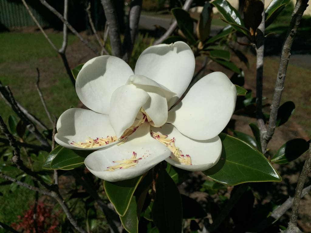 Golden Orb Weaver + Banksia + Magnolia / Red Wolf