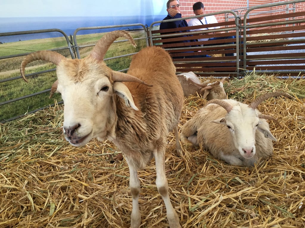 Sydney Royal Easter Show 2015 / Red Wolf