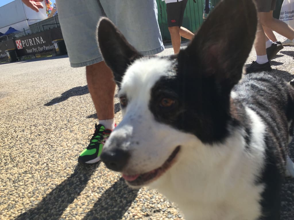 Sydney Royal Easter Show 2015 / Red Wolf