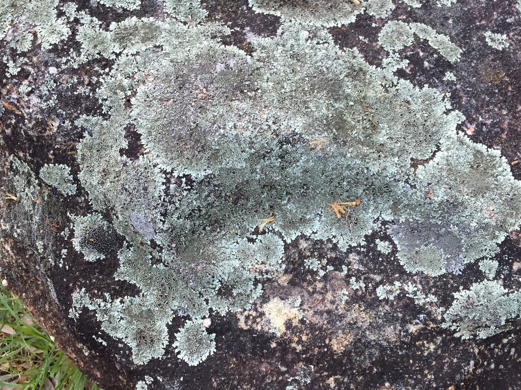 Golden dewdrop + Lichen / Red Wolf