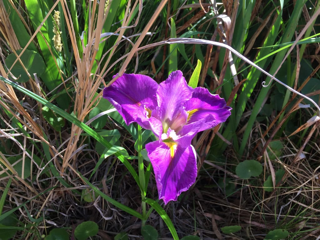 Wild Iris / Red Wolf