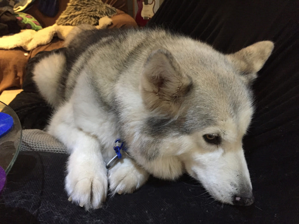 Hypnopod / Red Wolf