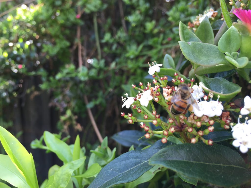 Aptenia cordifolia / Red Wolf