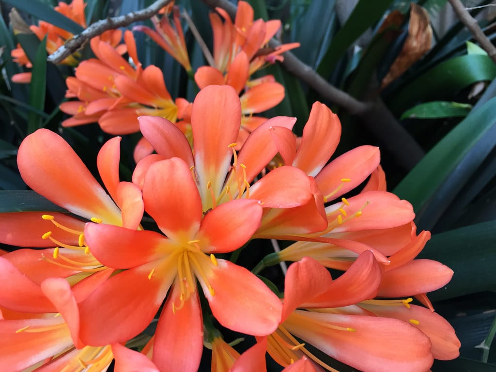 Aptenia cordifolia / Red Wolf