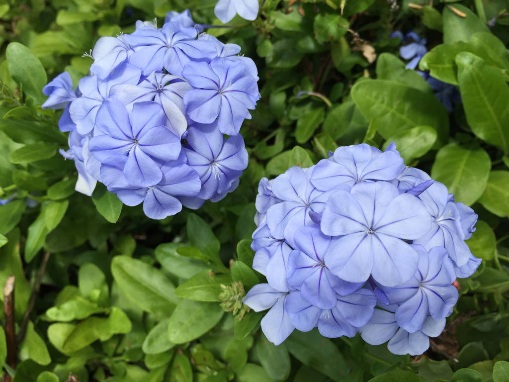 Pink Hibiscus + Celosia Intenz / Red Wolf