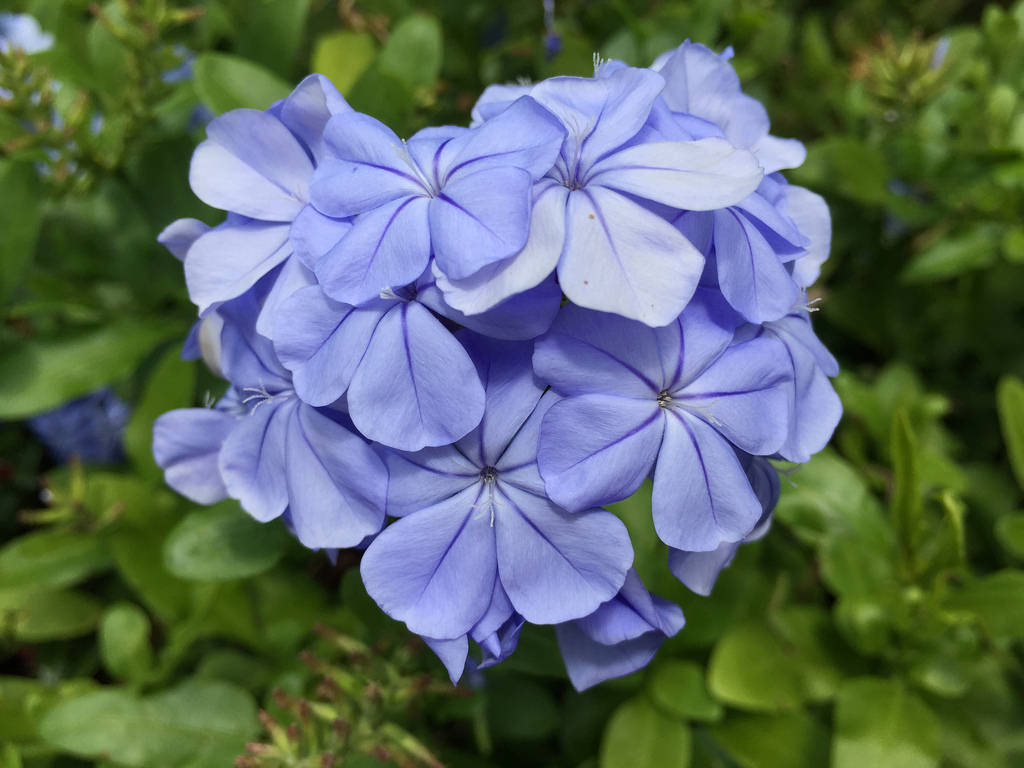 Pink Hibiscus + Celosia Intenz / Red Wolf