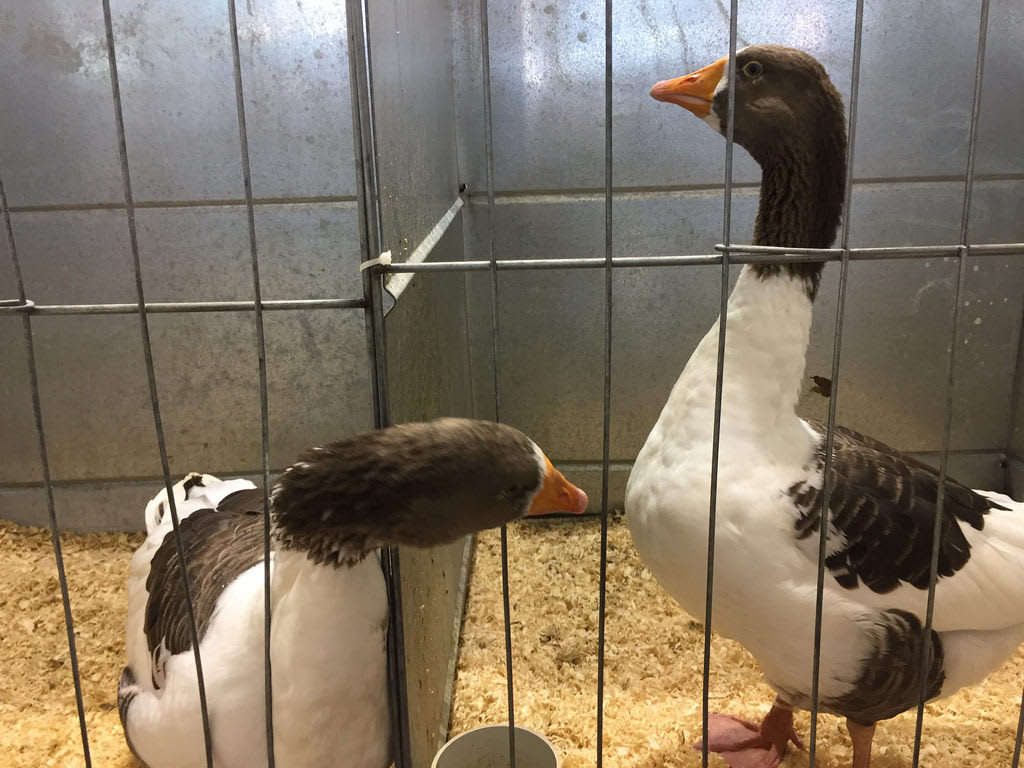 Geese + Frizzle+ Crested / Red Wolf